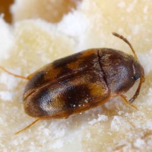 Warehouse Beetles