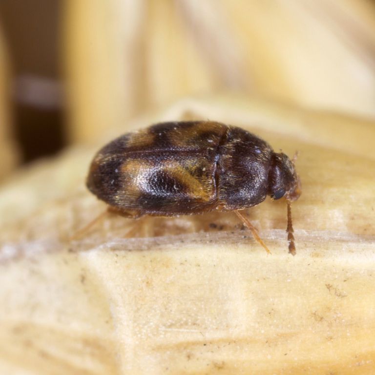 Warehouse beetle