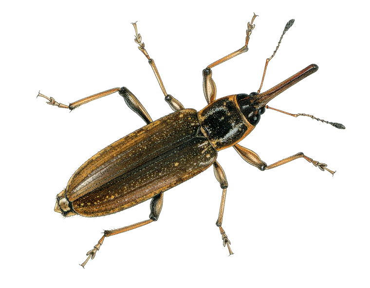 Detailed illustration of a weevil beetle with long snout and segmented legs on a transparent background.