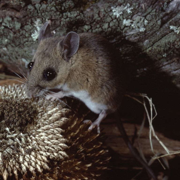 White-footed mouse on the ground looking for food