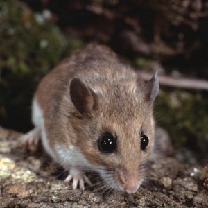 White-Footed Mouse