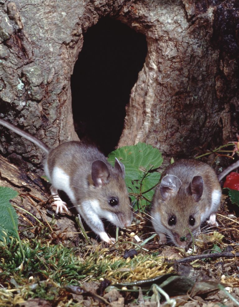 Two deer mice in the woods searching for food