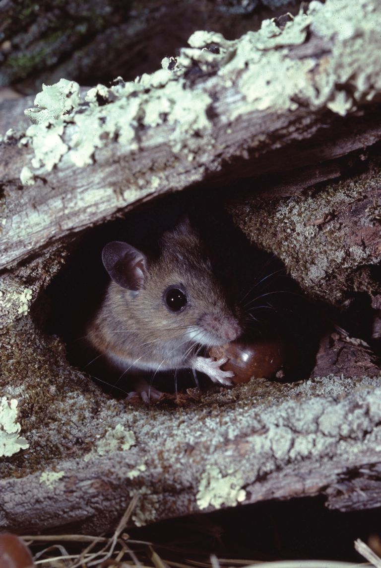 White-footed mouse (Peromyscus leucopus)
