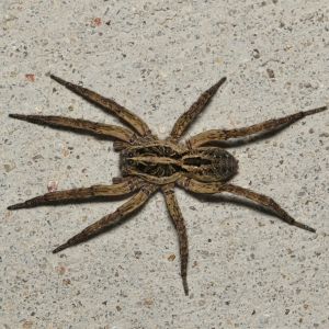 Wolf Spider
