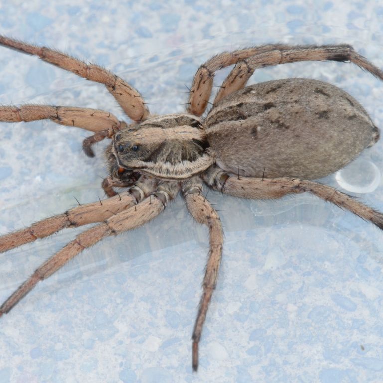 Wolf Spider on a blue surface