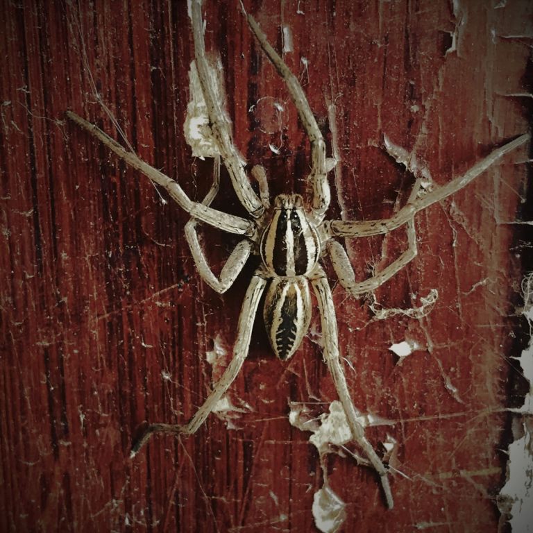 Wolf Spider on wooden wall.