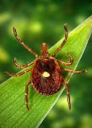 Lone-Star-Tick