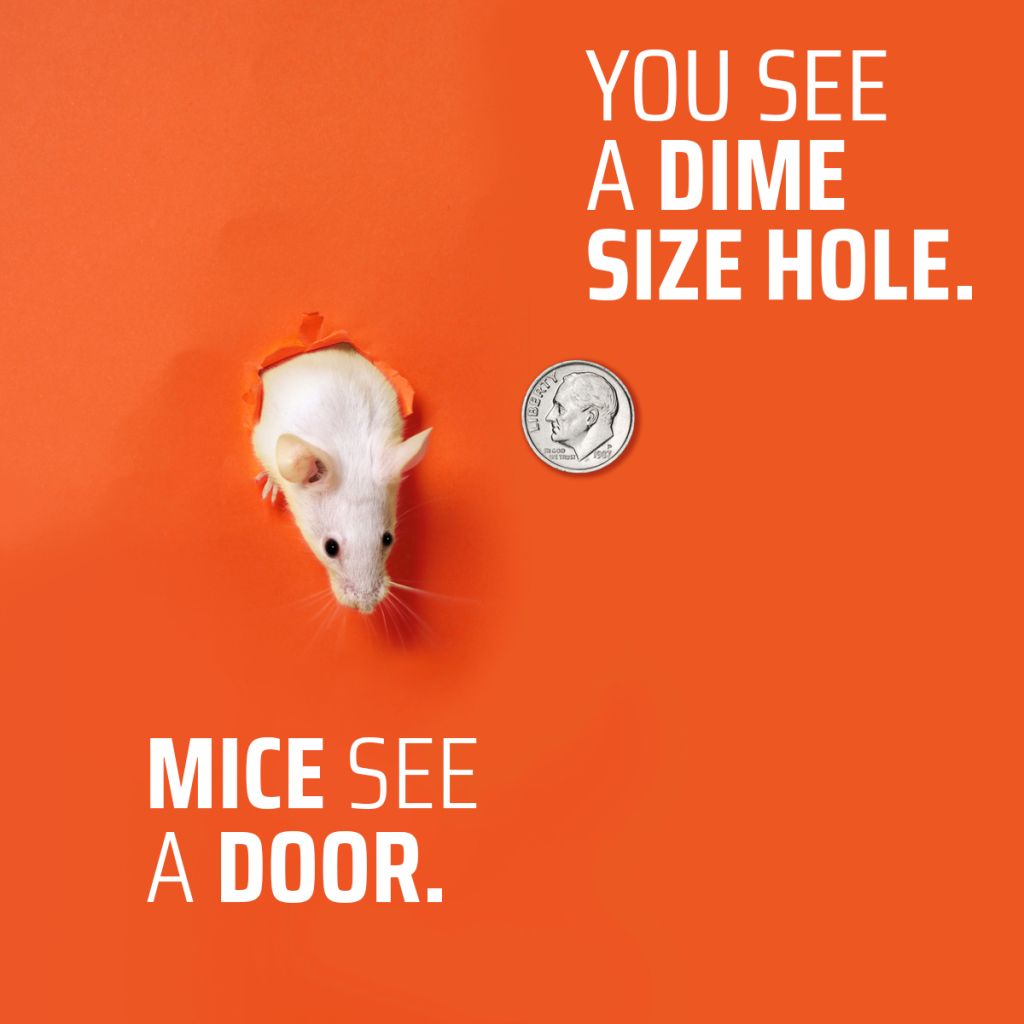 Mouse emerging from a small wall opening next to a dime, illustrating how rodents enter through tiny gaps.