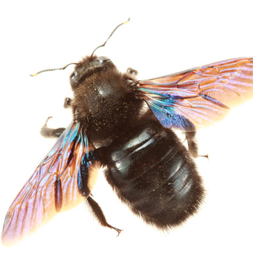 carpenter_bee a1 exterminators