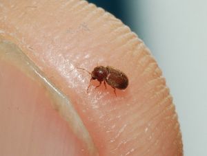 Drugstore beetle on a human fingertip