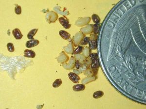 Drugstore beetles are compared to a quarter. They are hardly 1/16th of the size.