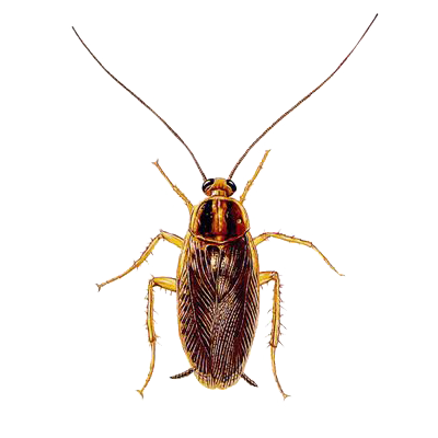 Cockroach Control