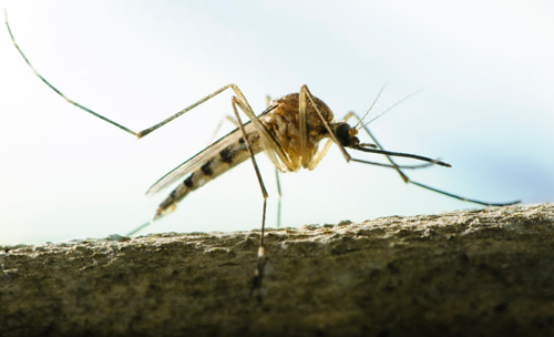 Summer Mosquito Tips