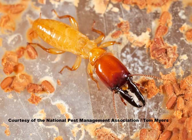 Dampwood Termites