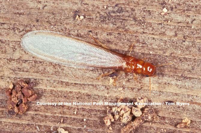 Drywood Termite (Long wings)